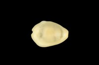 藏品(黃寶螺)的圖片